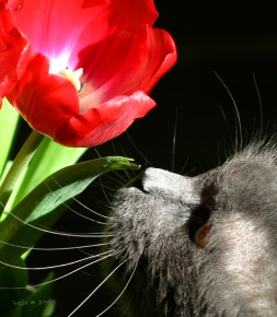 Mooshka stops to smell the tulips.